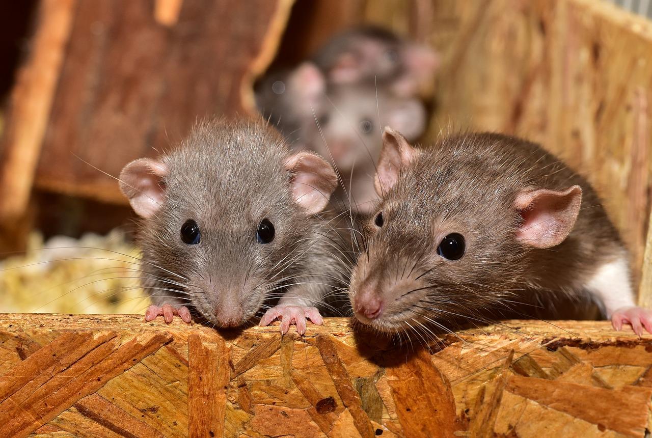 Comment lutter efficacement contre une invasion de rats à la maison ou au travail ?
